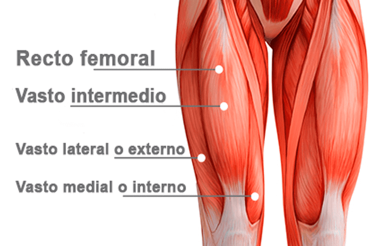 Músculos del cuádriceps